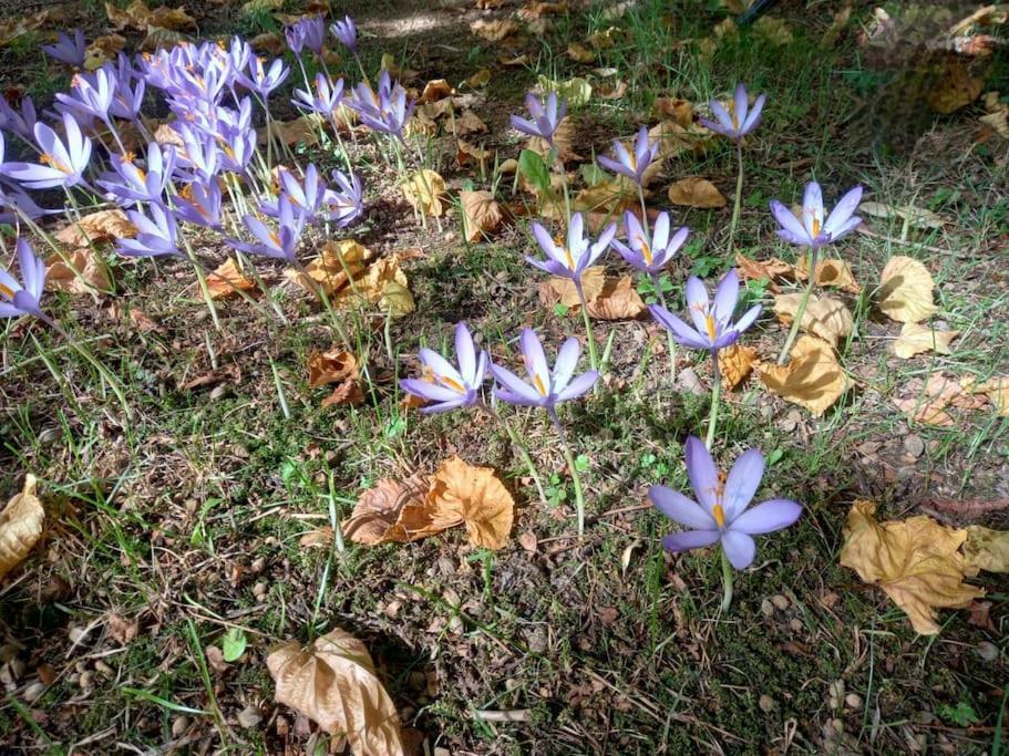 Gite L'Enclos O Rendez-Vous Roquefeuil-Pays De Sault- Avec Jardin Zewnętrze zdjęcie