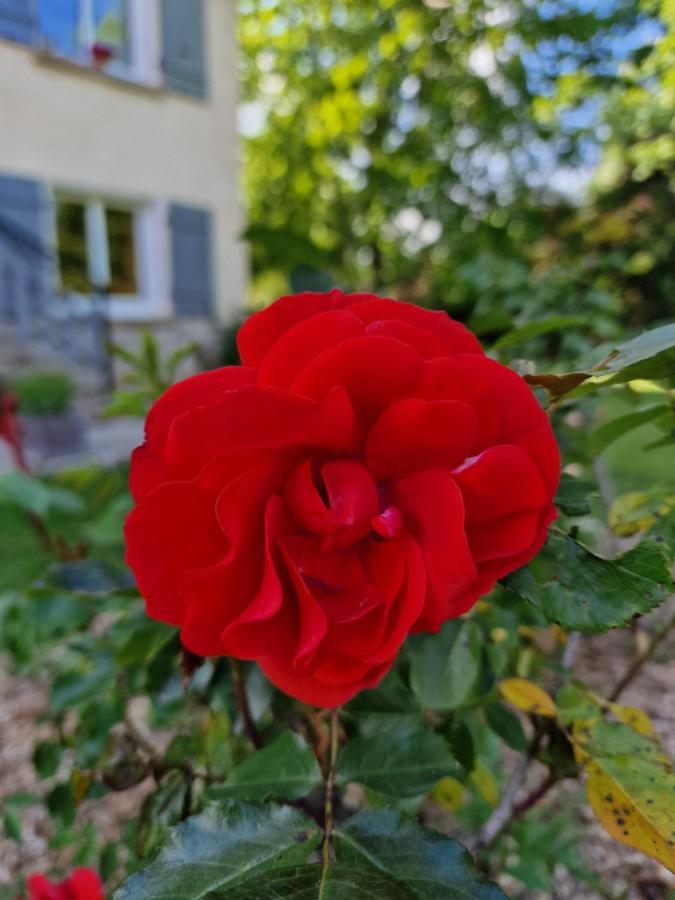 Gite L'Enclos O Rendez-Vous Roquefeuil-Pays De Sault- Avec Jardin Zewnętrze zdjęcie